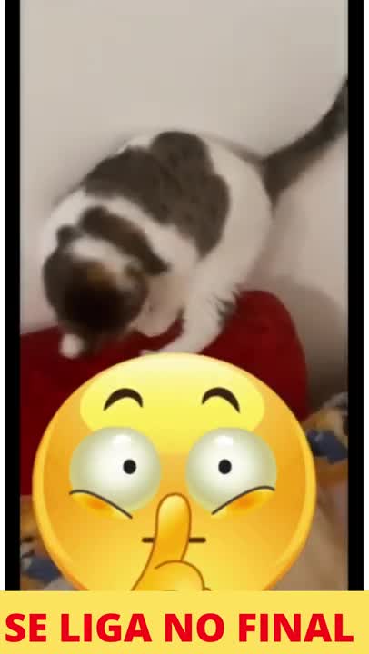 cadê o meu...... 2021 – gatos engraçados 2021