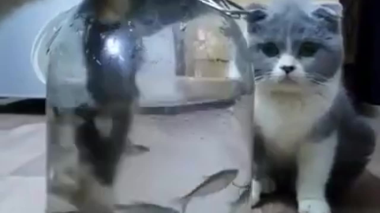 #funny cat want to eat fish ##😂😂😂