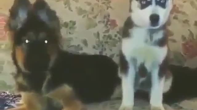 Two dogs on the sofa.