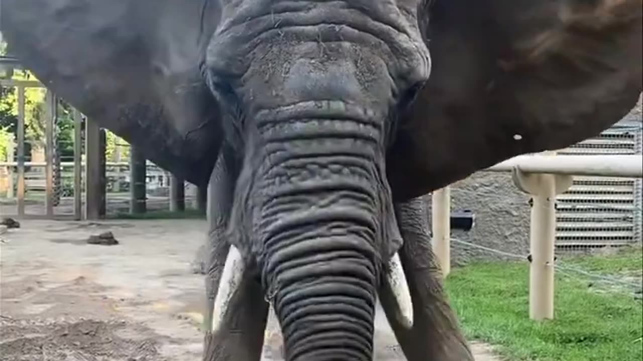 Elephants Tricks - How smart are Elephants?