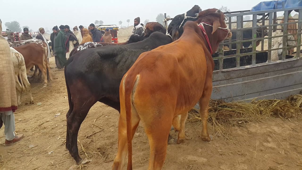 Fresh Iqbal Nagar Mandi Video | Sahiwal Cholistani Bachre For Qurbani | punjabi News kassowa