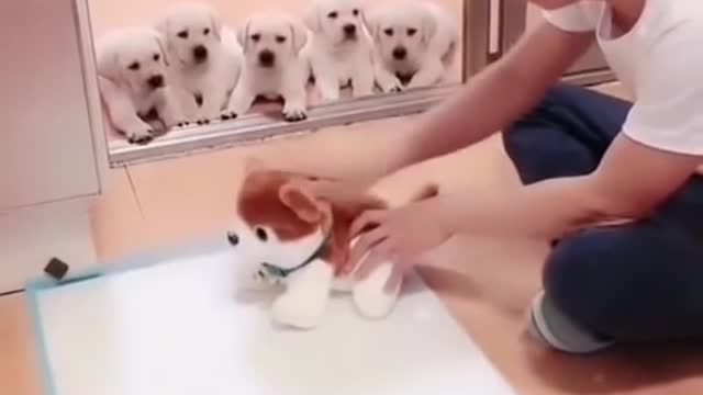 funny dog training 😅😂😂 #shorts #dog training #funniest 😂😂😂 Cute Animal tiktok