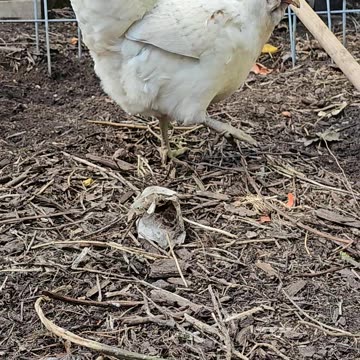 OMC! The adventures of Whitey the adorable and fearless hen!