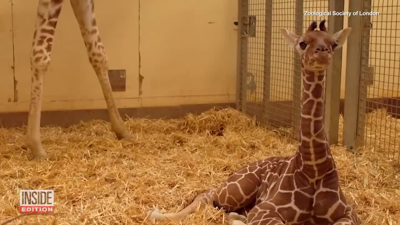 Baby Giraffe Born Standing Over 6-Feet Tall