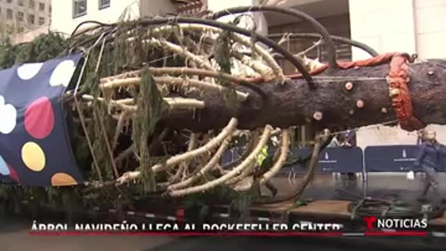 El árbol de Navidad llega al Rockefeller Center en Nueva York #Shorts | Noticias Telemundo