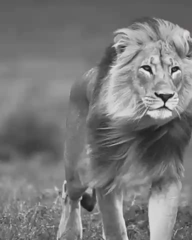 Fuck the sheep, We need MORE LIONS