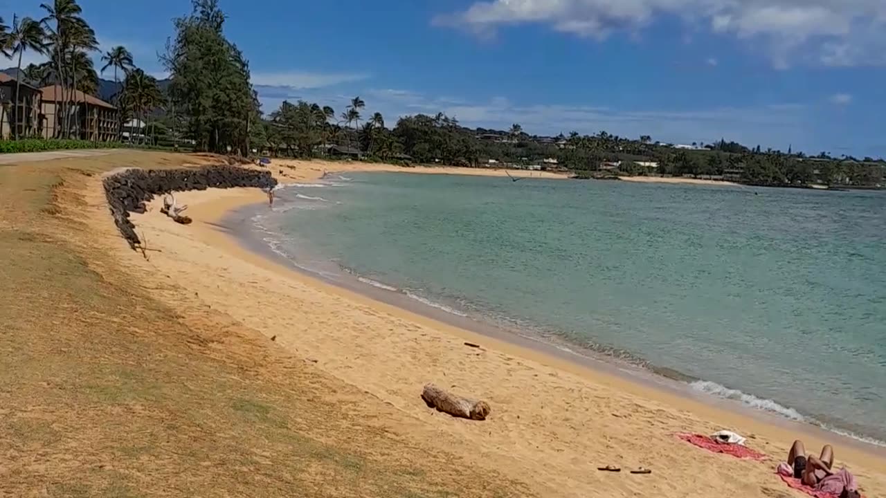 Kauai Albatross