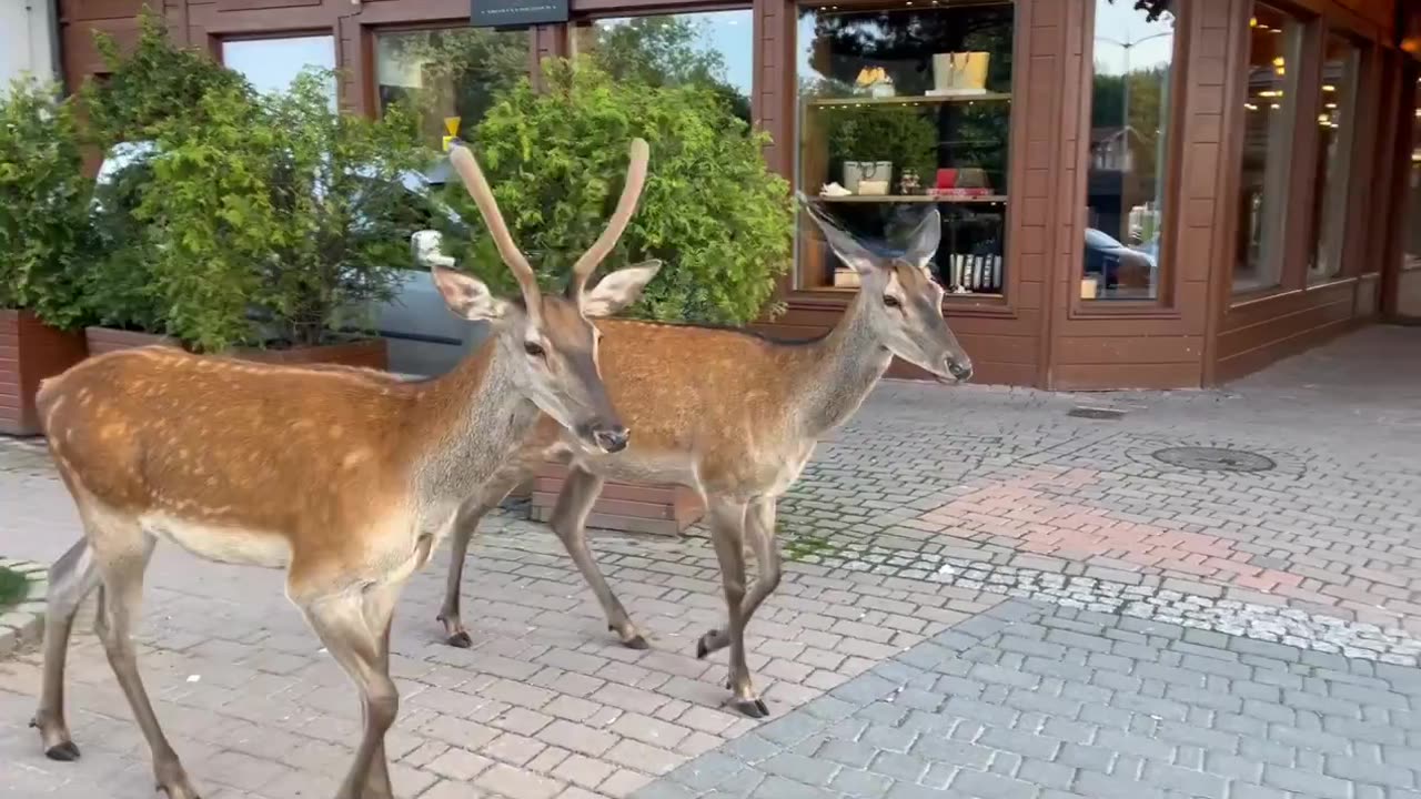 Poland On the main tourist street of Zakopane - ul. Płatki