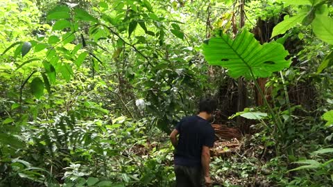 Building a tent in the forest- survival skill