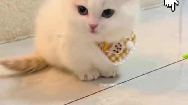 Beautiful Cat