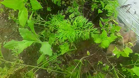 make carrot seeds
