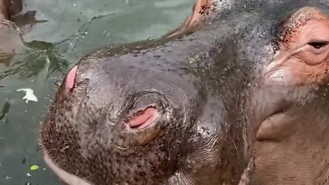Hippo eating watermelon