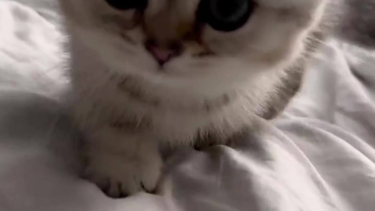 Meowing cat and a adorable cat.