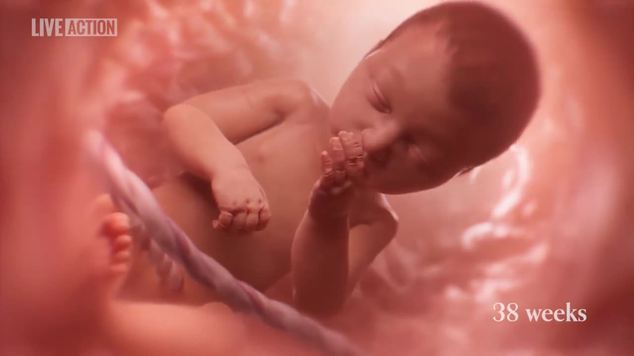 Olivia and the JOURNEY of LIFE from Conception!