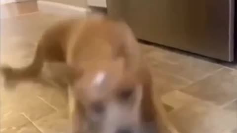 Slippery dog 😂