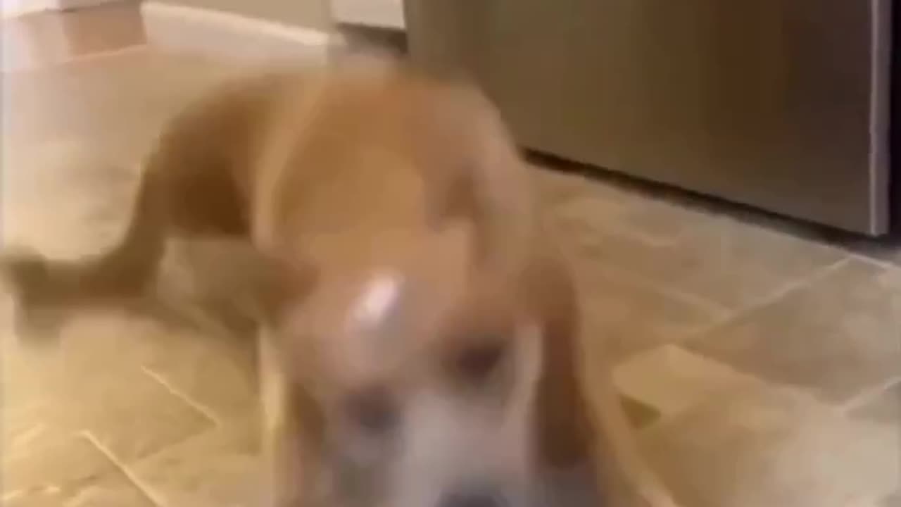 Slippery dog 😂