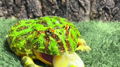 Frog Brother eating lemon emoji