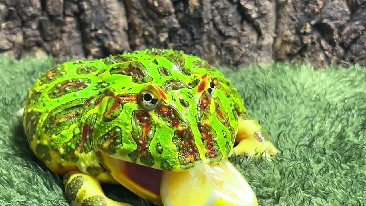 Frog Brother eating lemon emoji