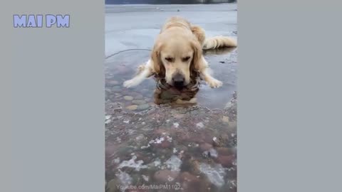 🤣Funny Dog Videos 2020🤣 🐶 It's time to LAUGH with Dog's life