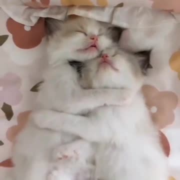 a couple of beautiful cats are dreaming