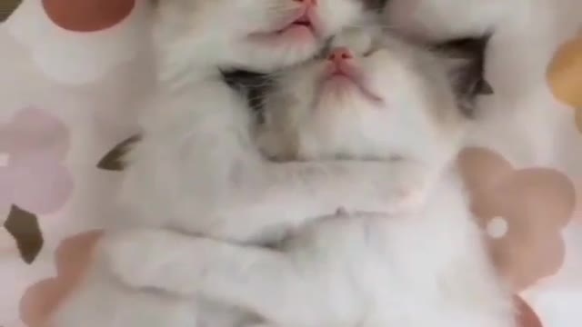 a couple of beautiful cats are dreaming