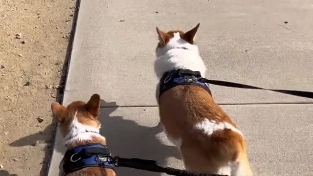 from 2 boys who hate wearing clothes #corgi #dogsoftiktok #PetsOfTikTok #puppy