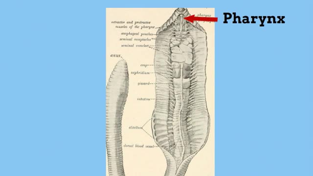 Earthworm digestive system_Cut