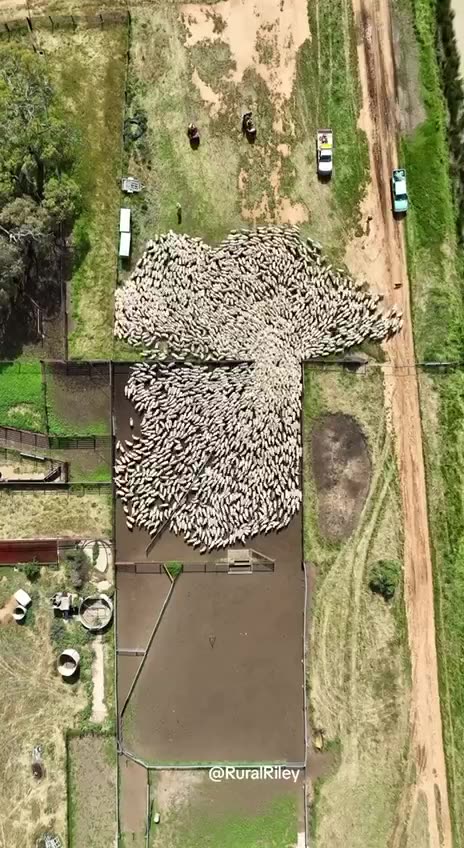 Sheep Herding: Aerial View #amazingshort