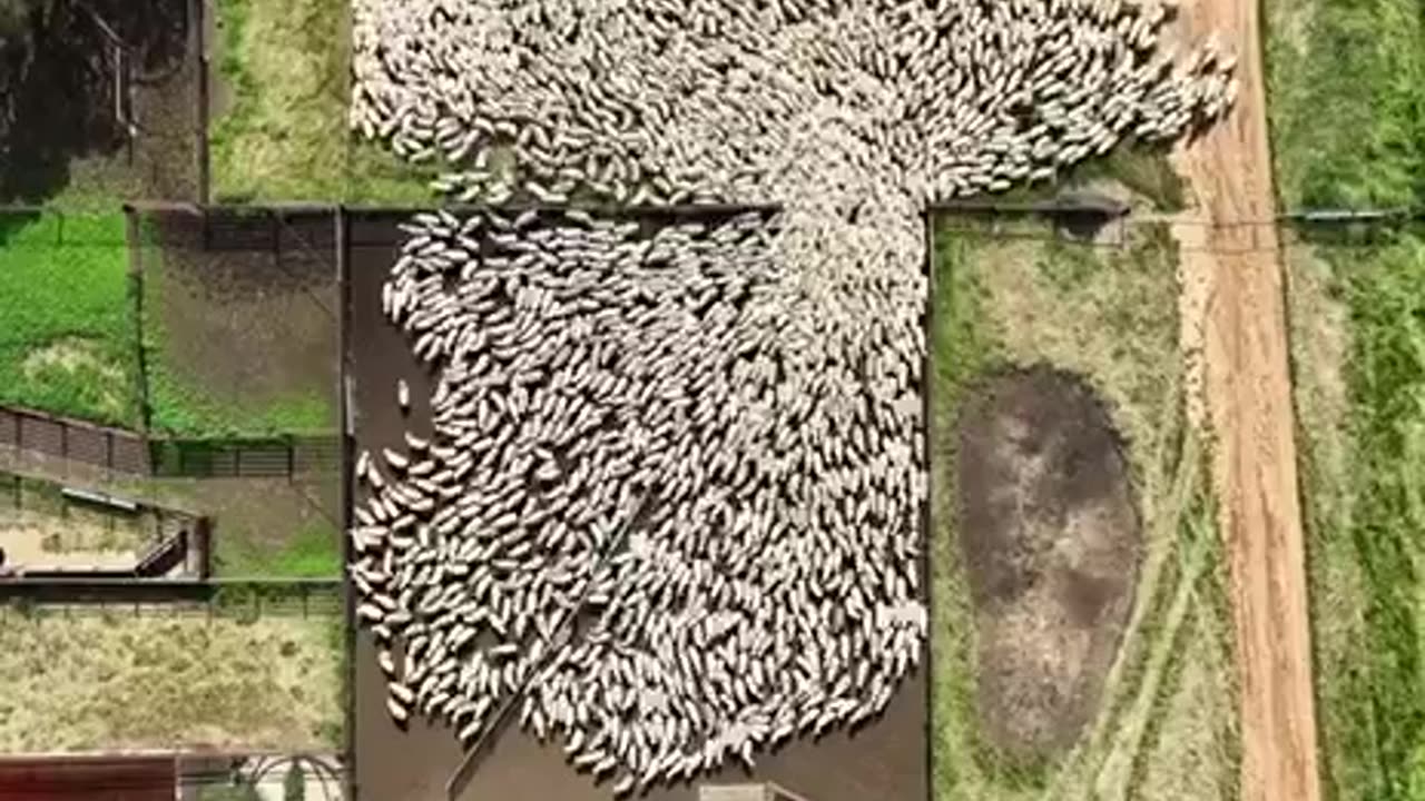 Sheep Herding: Aerial View #amazingshort