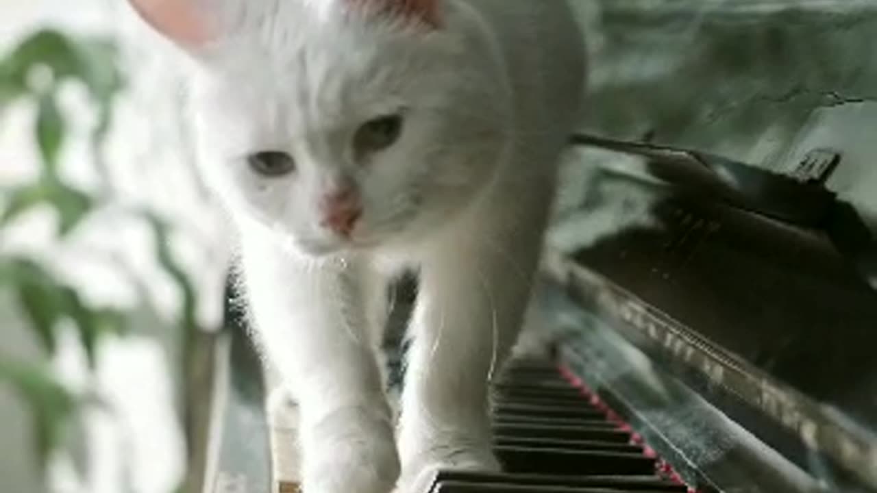 "Harmony of Paws: Mesmerizing Cat Serenade on the Piano 🎹"