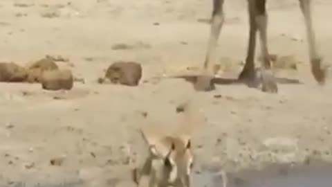 The antelope is drinking water by the river