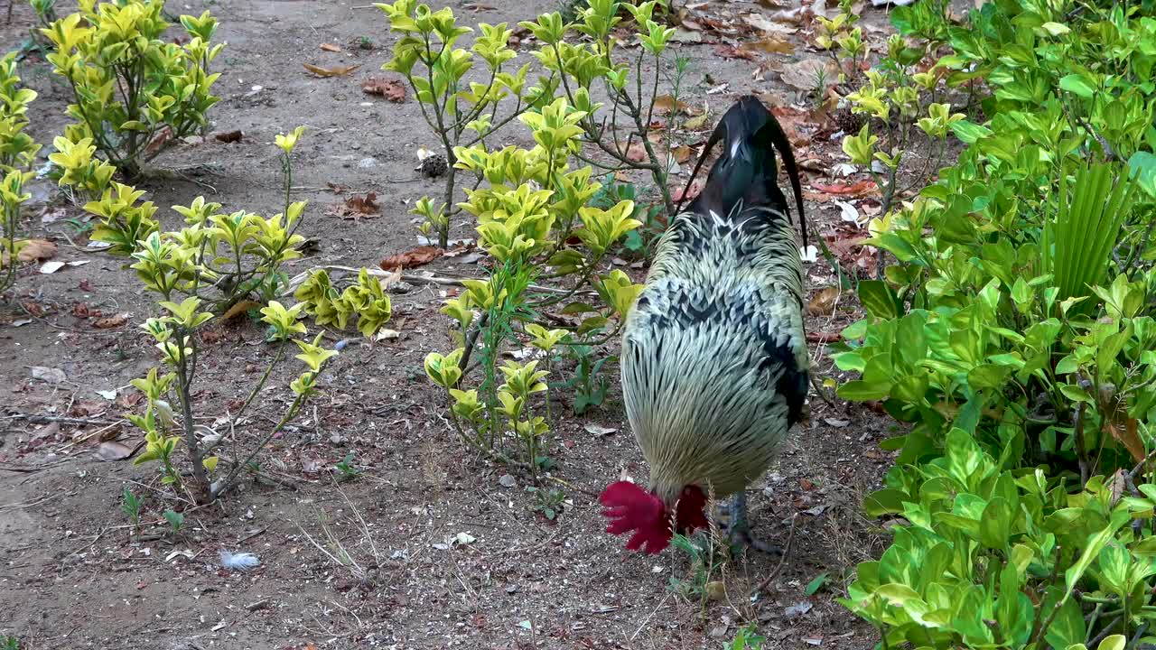 Cock Bird Animal Feathers Male