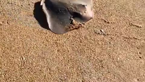 FUNNY VIDEOS