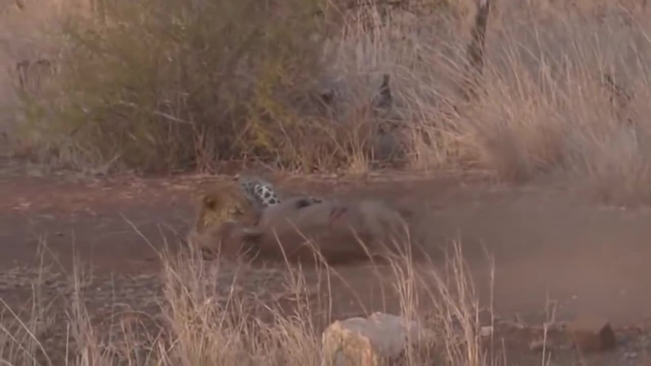 Brave Warthog Knock Down Herd Leopard, Cheetah to Run Away WILD DOGS, LEOPARD vs IMPALA