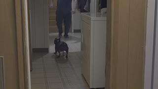 Dog peeling out in hallway 🤣