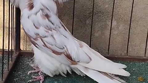 Beautifull pigeon Beautifull Birds