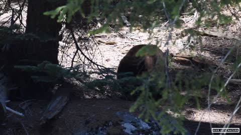 Mother Black Bear & Her Adorable Bear Cub in Sequoia National Park - California