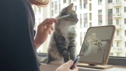 A cat has nine lives but one heart