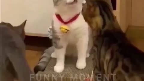 cat funny video