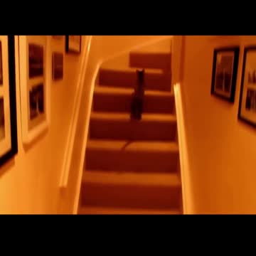 How to give your Cat a good workout