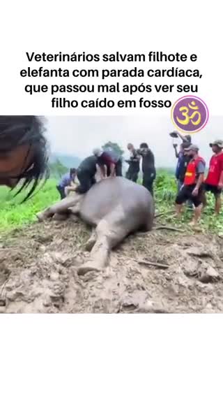 Elefanta tem ataque cardiaco ao ver filhote em perigo