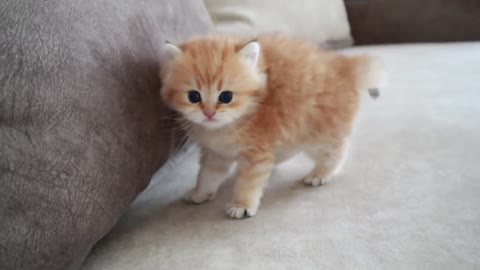 funny and playful kitten