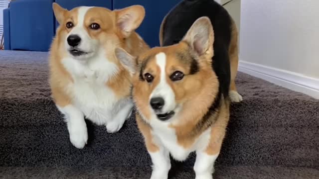 Dogs Driving Cars Hammy & Olivia