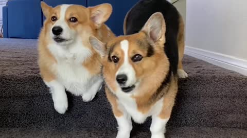 Dogs Driving Cars Hammy & Olivia