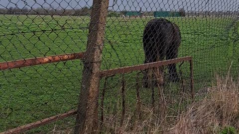 Horses graziing