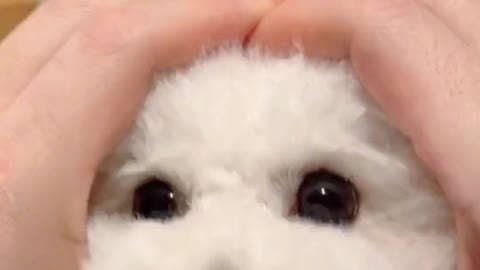 Ara🐩Toypoodle #킴미소#이아라#토이푸들#푸들#틱톡