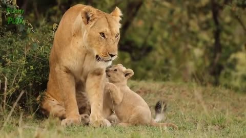 Most funny and cute baby lion and baby tiger video