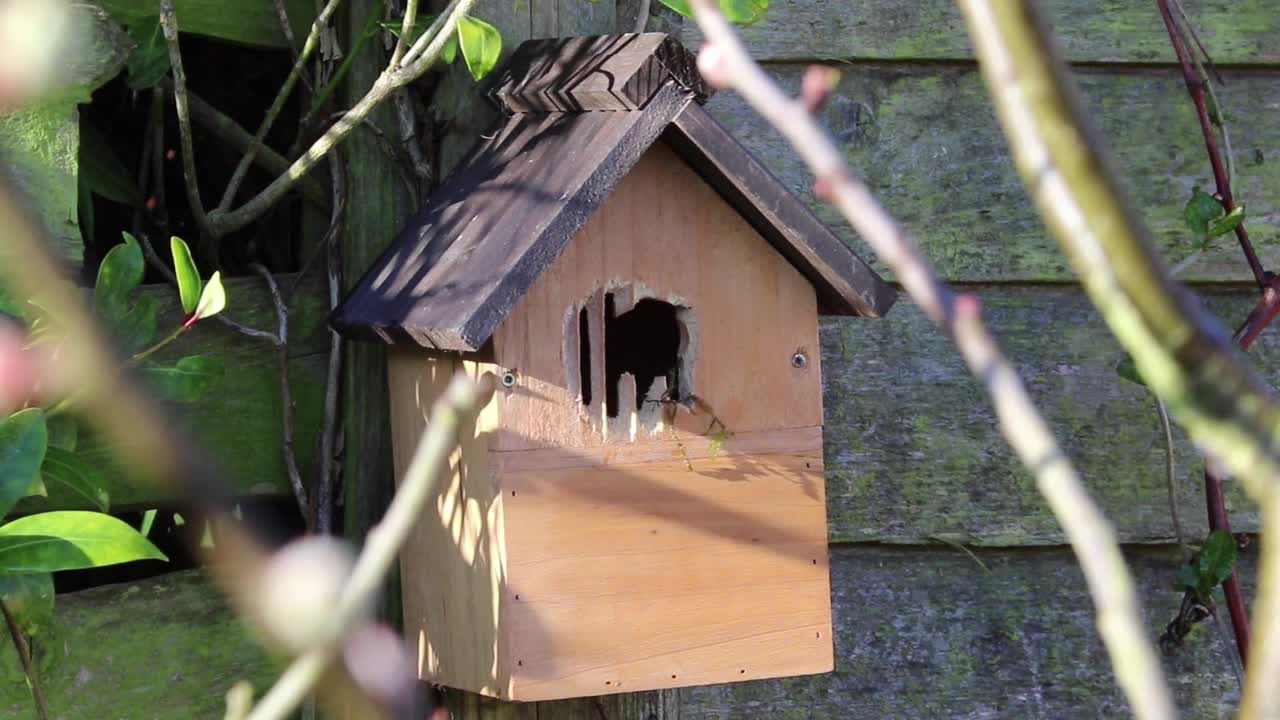 A bird in the hut