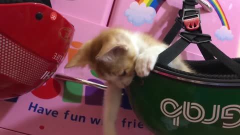 HELMET CAT Cute kitten plays with a safety helmet