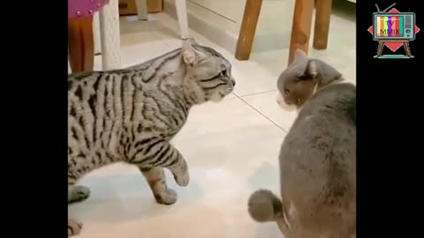 funny cats